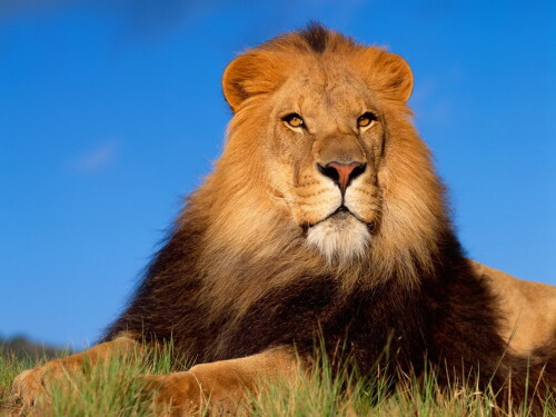 animals-lions_002.jpg