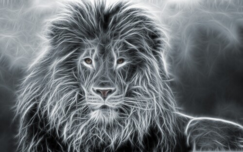 animals-lions_006.jpg