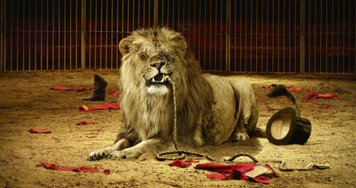 animals-lions_008.jpg