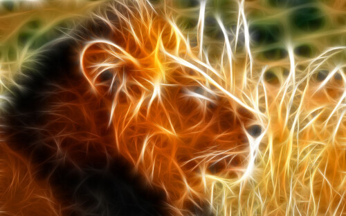 animals-lions_010.jpg