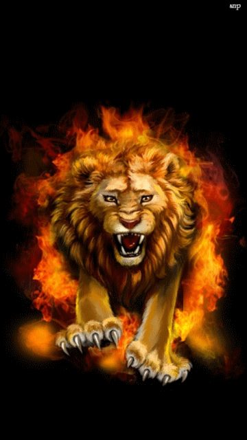 animals-lions_014.gif