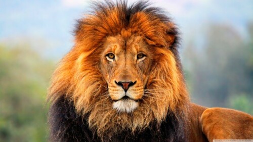 animals-lions_028.jpg
