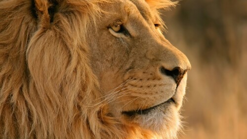 animals-lions_030.jpg