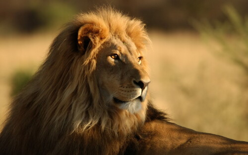 animals-lions_033.jpg