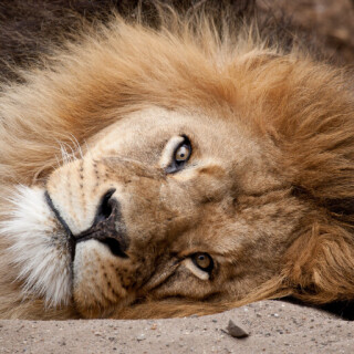 animals-lions_046