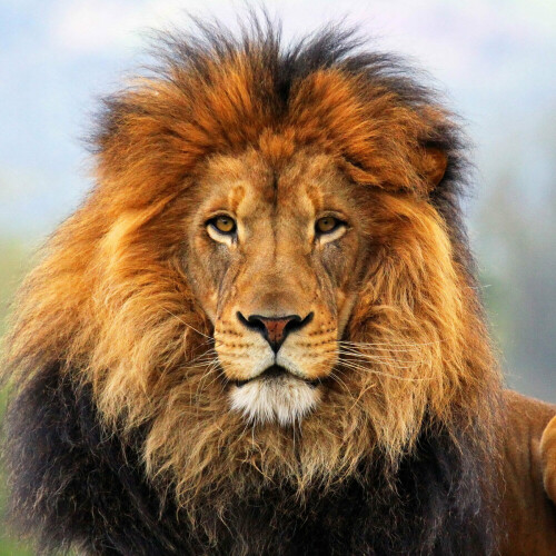 animals-lions_047.jpg