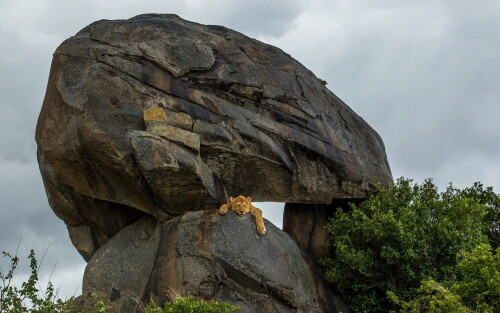 animals-lions_061.jpg
