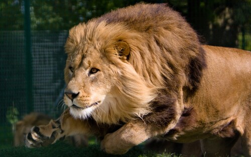 animals-lions_062.jpg