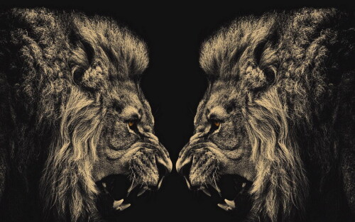 animals-lions_063.jpg