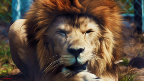 animals-lions_068.jpg
