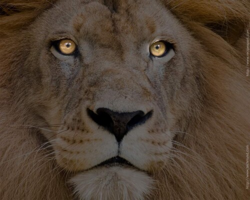 animals-lions_074.jpg