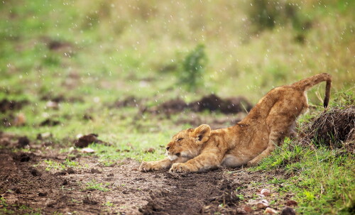 animals-lions_076.jpg
