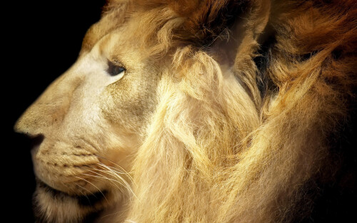 animals-lions_081.jpg
