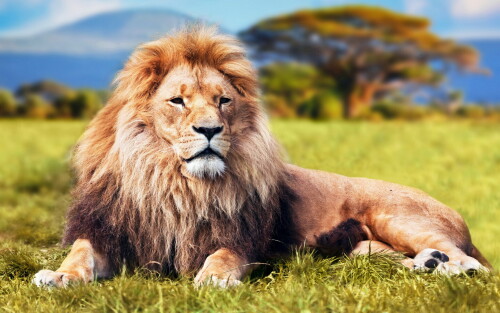 animals-lions_082.jpg