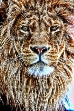animals-lions_084.jpg