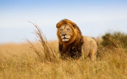 animals-lions_085.jpg