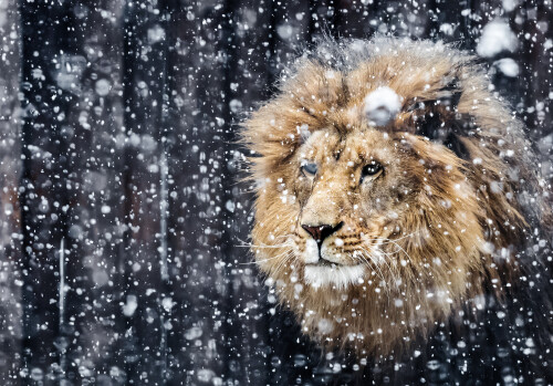 animals-lions_092.jpg