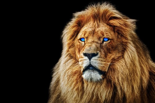 animals-lions_097.jpg