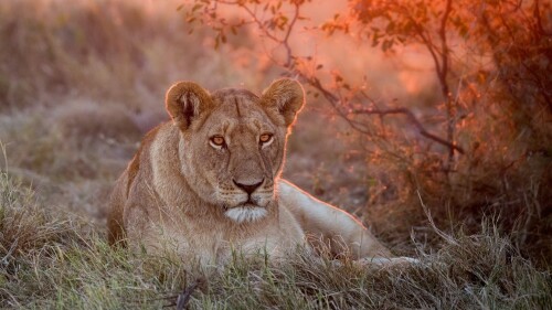 animals-lions_098.jpg