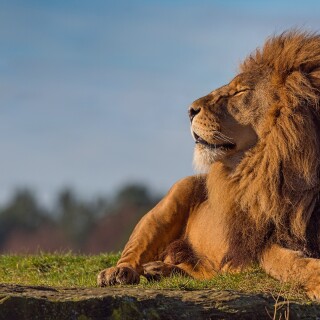 animals-lions_103