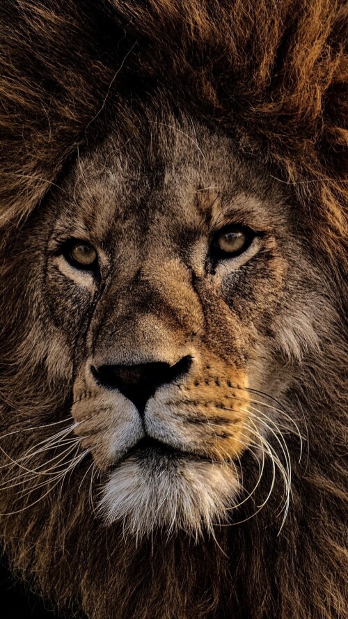animals-lions_104.jpg