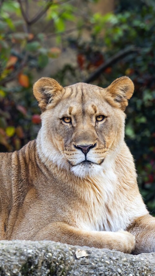 animals-lions_105.jpg