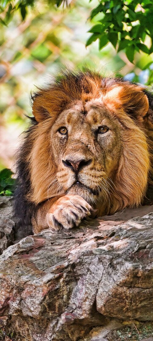 animals-lions_107.jpg