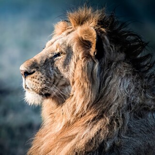 animals-lions_110