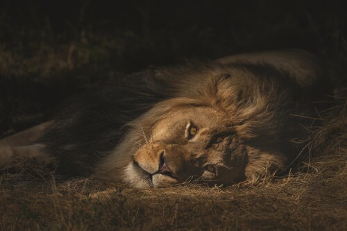 animals-lions_112.jpg