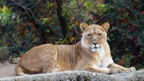 animals-lions_114.jpg