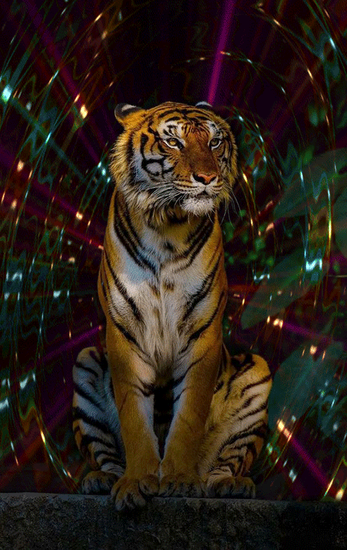 animals-tigers_10.gif