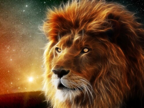 animals-lions_009.jpg