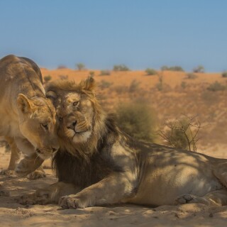 animals-lions_049