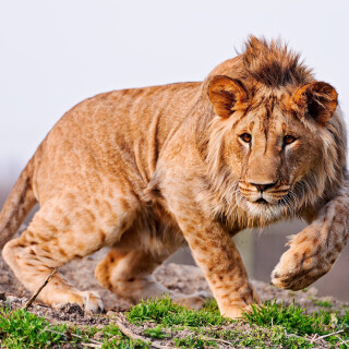 animals-lions_050