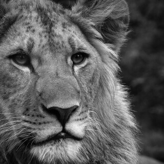 animals-lions_059