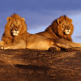 animals-lions_075