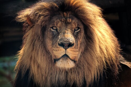 animals lions 095
