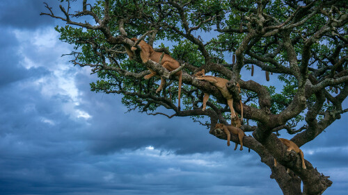 animals-lions_113.jpeg