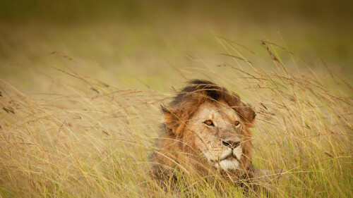 animals-lions_115.jpeg
