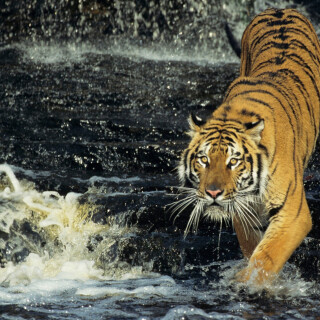 animals-tigers_62