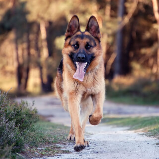 Animals-Dogs_021