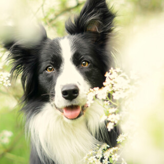 Animals-Dogs_113