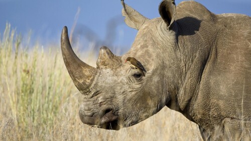 Animals-Rhino_04.jpg