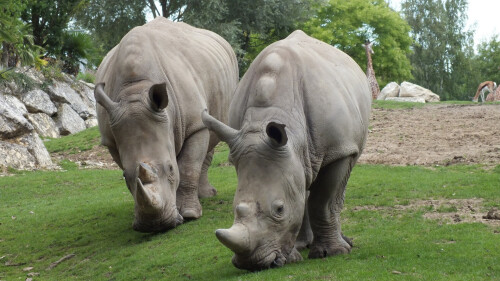 Animals-Rhino_06.jpg