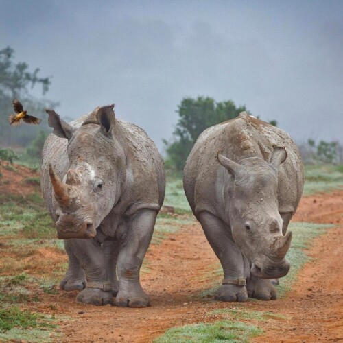 Animals-Rhino_08.jpg