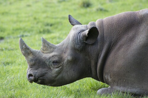 Animals-Rhino_11.jpg
