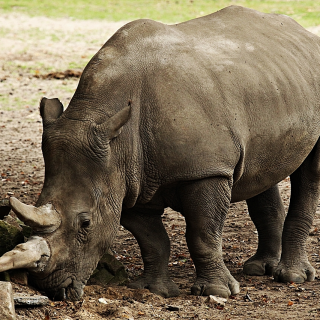 Animals-Rhino_16