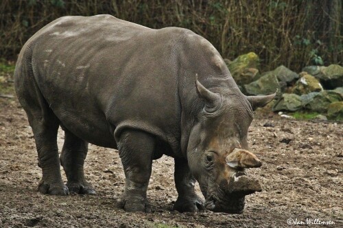 Animals-Rhino_18.jpg