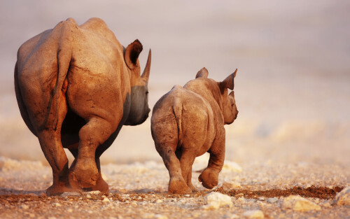 Animals-Rhino_25.jpg