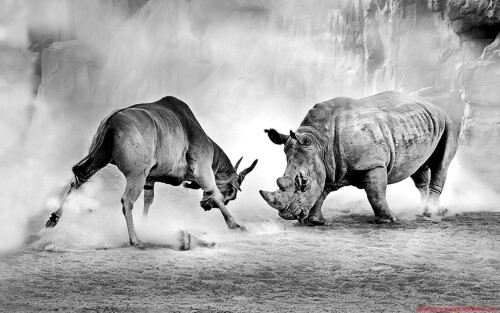 Animals-Rhino_30.jpg
